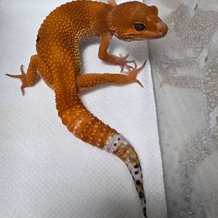 Blood Mandarin