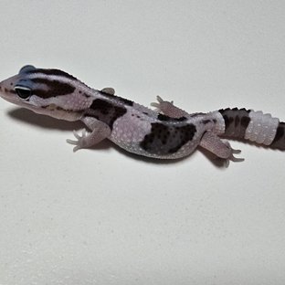 Oreo