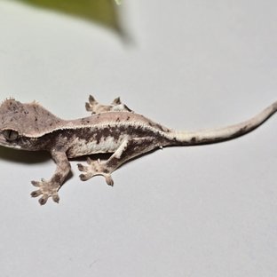 100%헷아잔틱 릴리 세이블