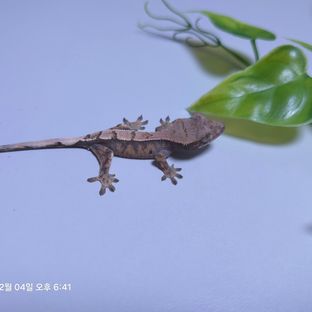 코호3