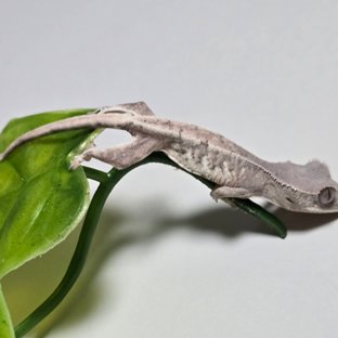 100%헷아잔틱 릴리 세이블