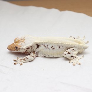 크레노트님 개체