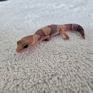 Amelanistic Het Patternless