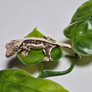 릴리100%헷아잔틱