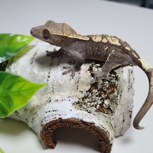 코니6