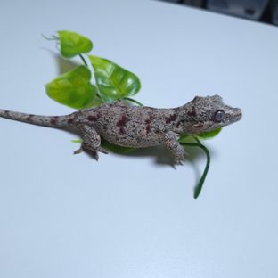 헤라