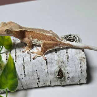 레드 팬텀 릴리화이트