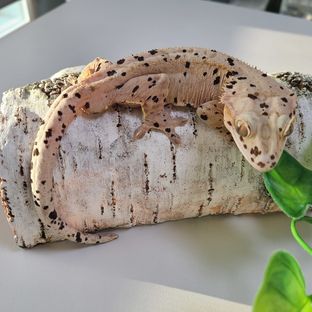뱅갈