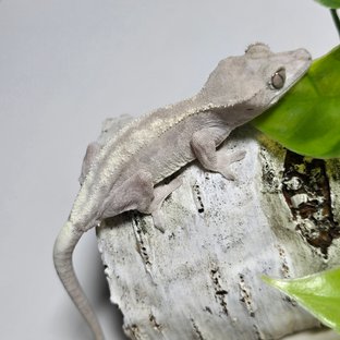 슈퍼세이블 릴리