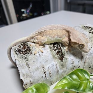 크릴