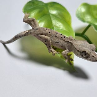 달마시안