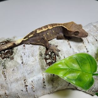코니7