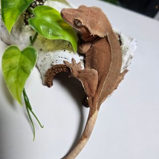 체리