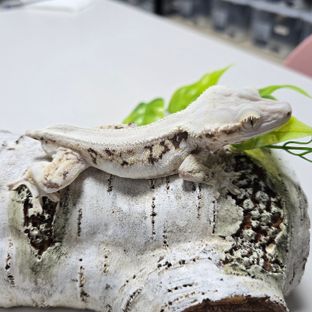 엘니리1