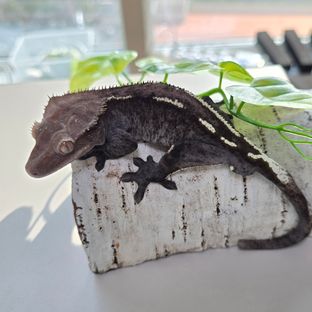 오레오
