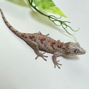 오렌지 블로치드