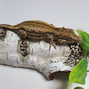 꽃낭자
