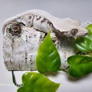 엘사