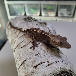 코니9