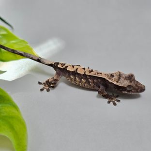 코엘5