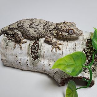 라이노