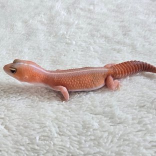 Amelanistic Patternless