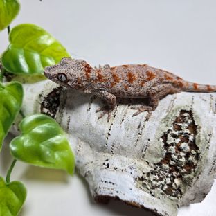테포1