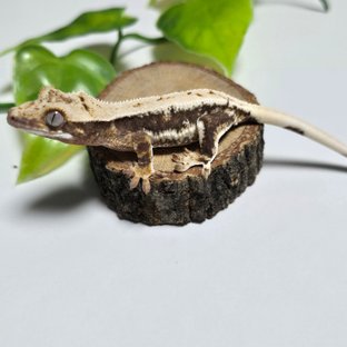 Lilly 100% Het Axanthic