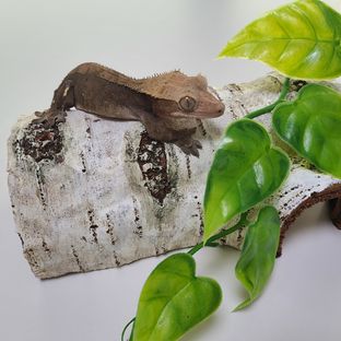 석류