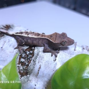 코니14