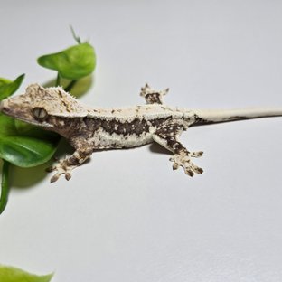 Lilly 100% Het Axanthic