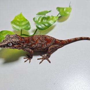 오렌지 블로치드