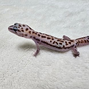 White Out Patternless Het Amelanistic Het Oreo