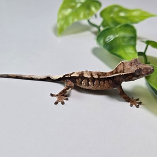 세이블