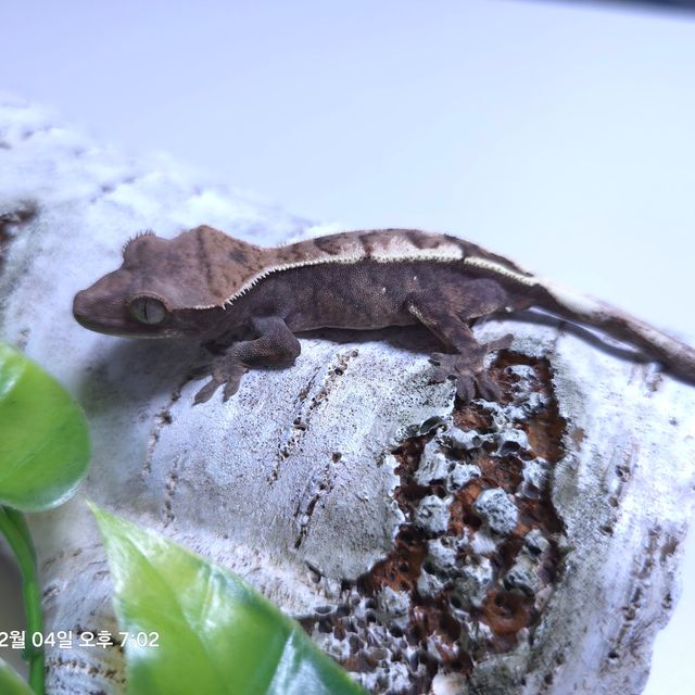 세이블