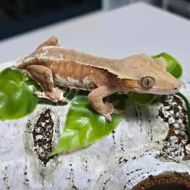 레드 팬텀 릴리화이트