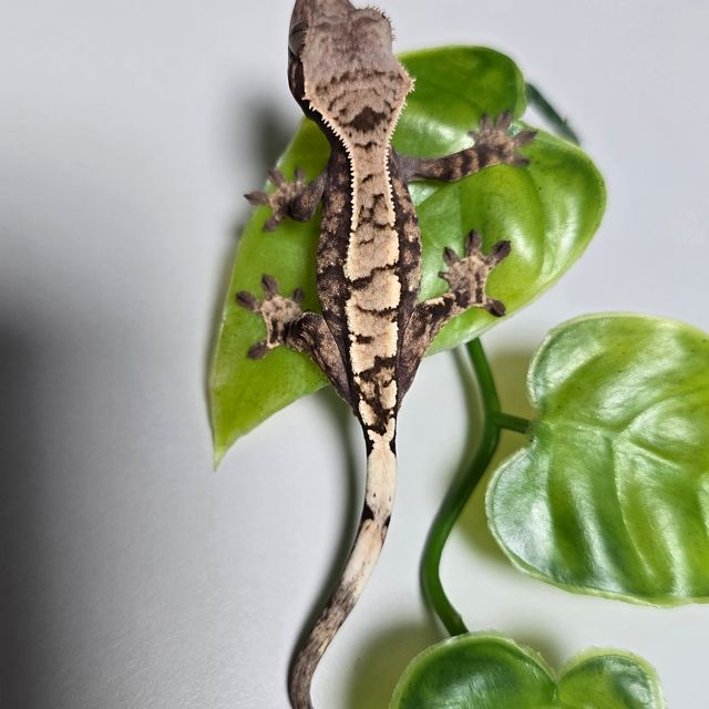 세이블