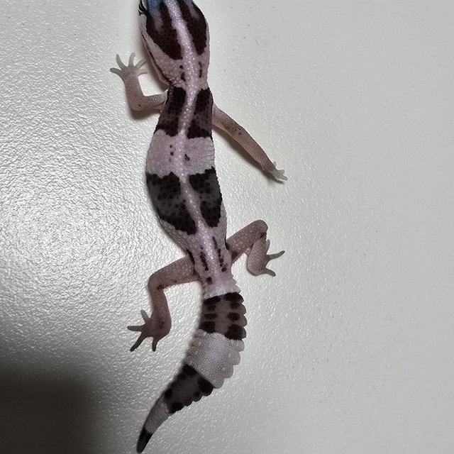 Oreo