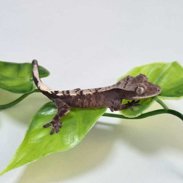 세이블
