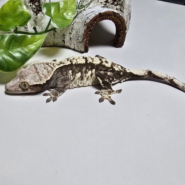 Tri Extreme Harlequin