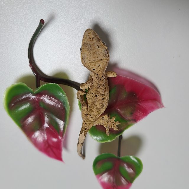 달마시안