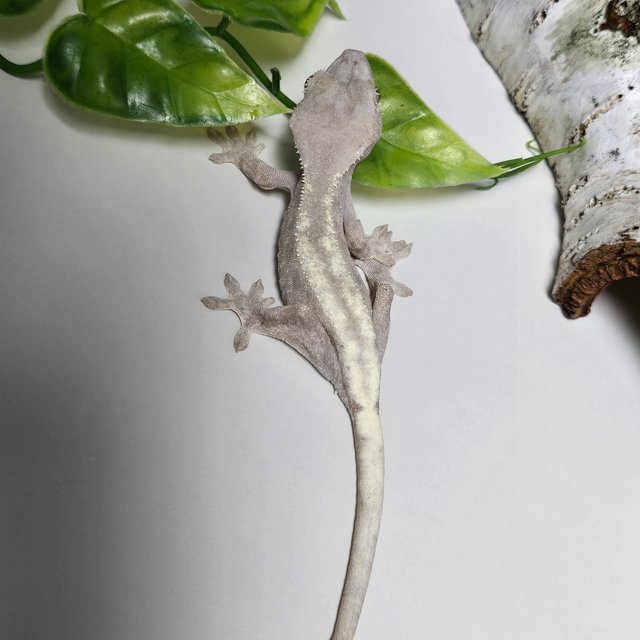 슈퍼세이블 릴리