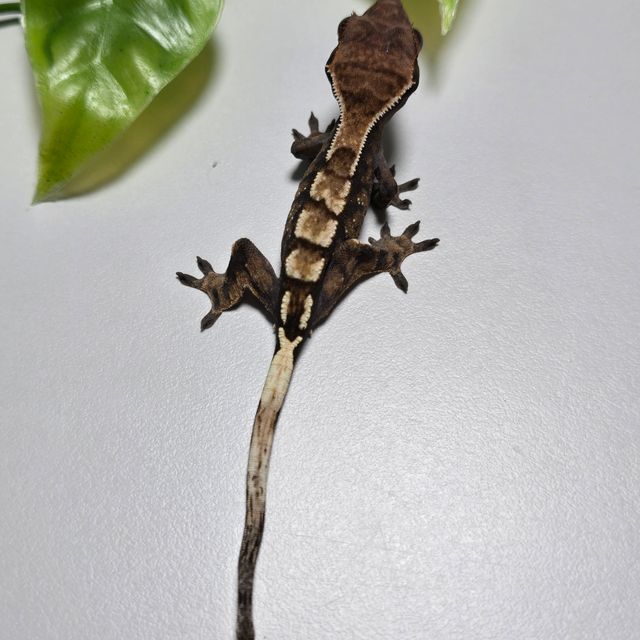 세이블