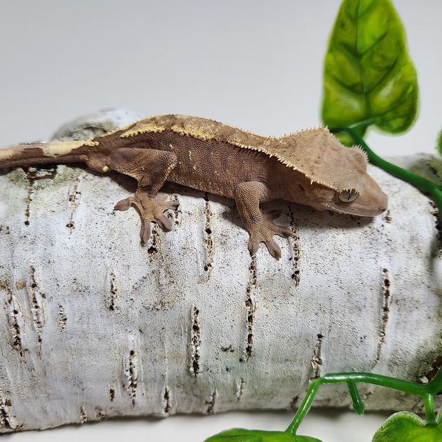세이블
