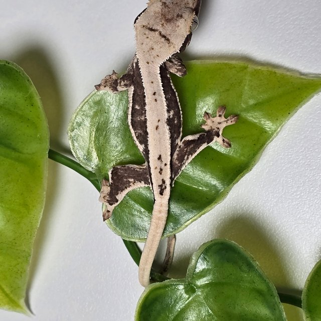 릴리100%헷아잔틱