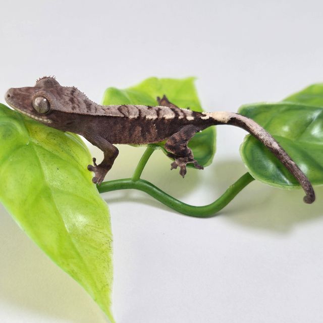 세이블