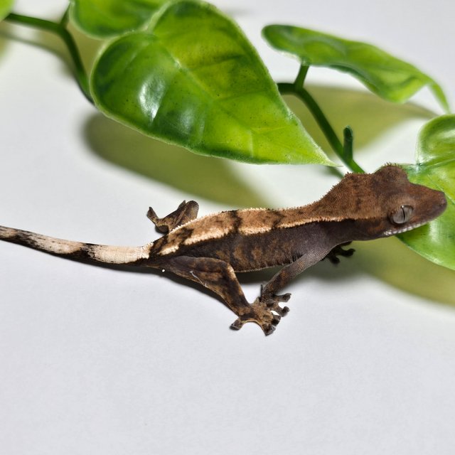 100%헷아잔틱 세이블