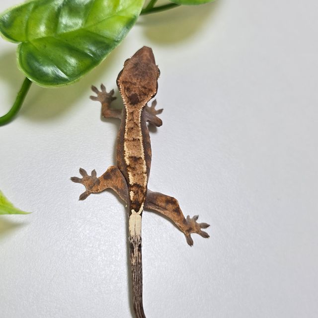세이블