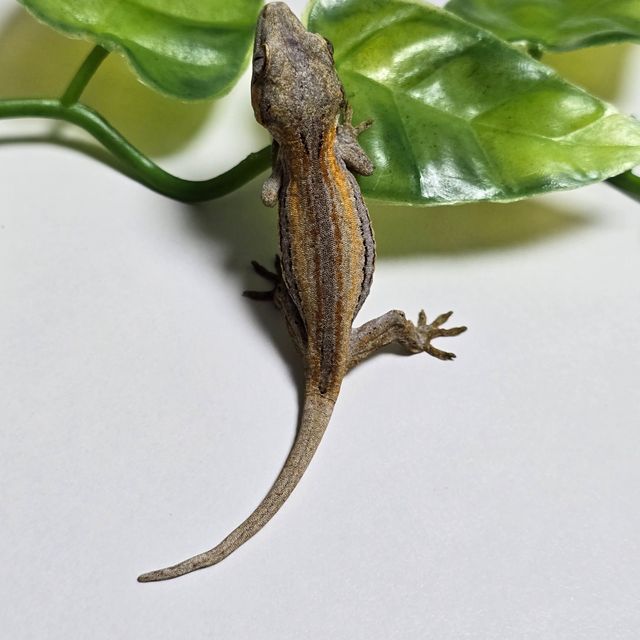 오렌지 레드 스트라이프