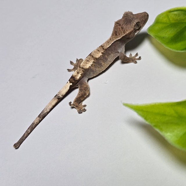 100%헷아잔틱 세이블